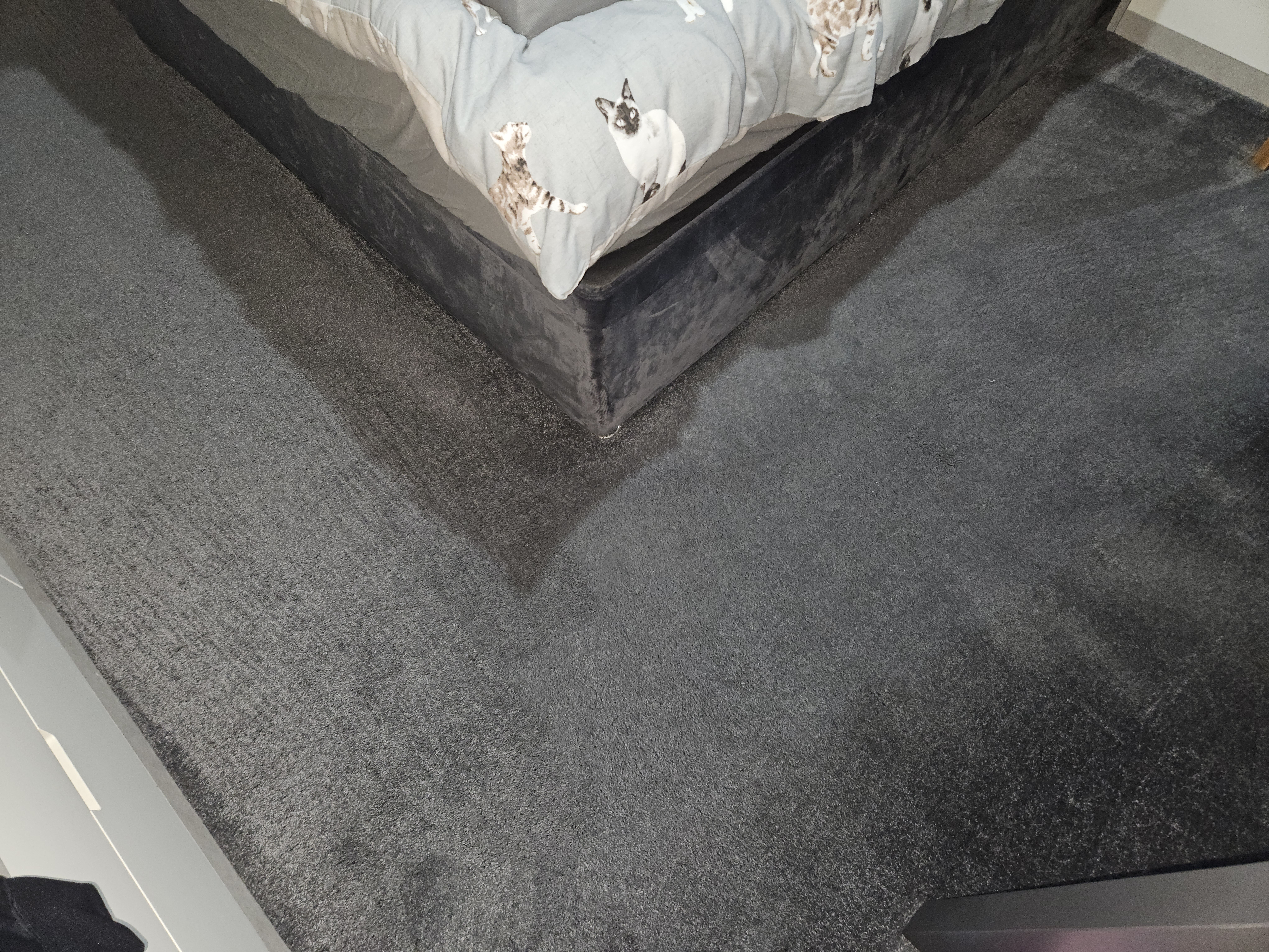 Carpet after deep sanitization and pet hair removal